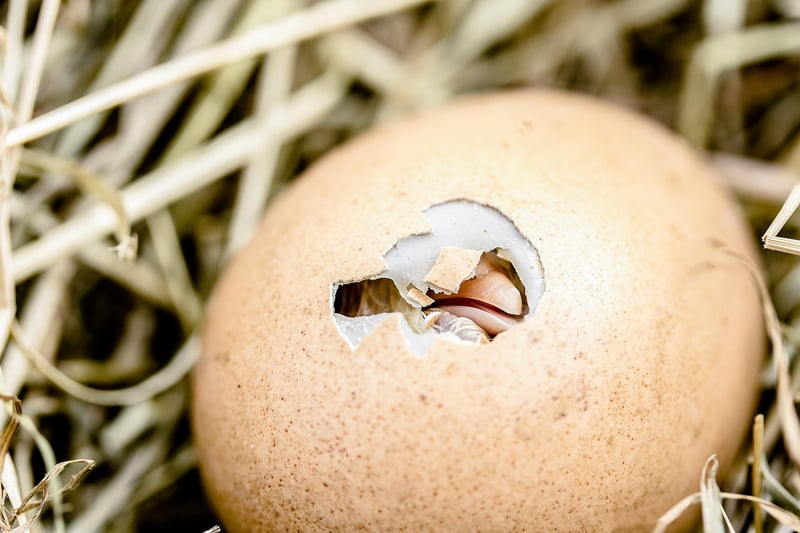 Eggshell Planters